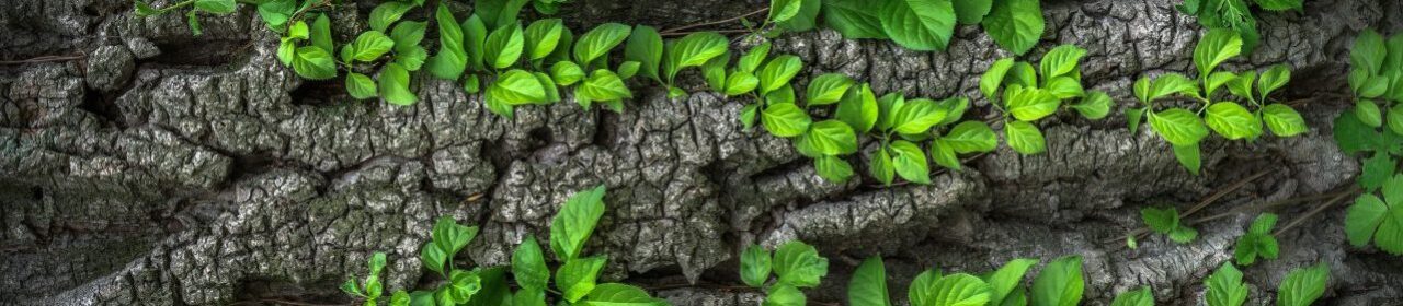 Energetisch in Balance